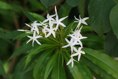 Alstonia venenata